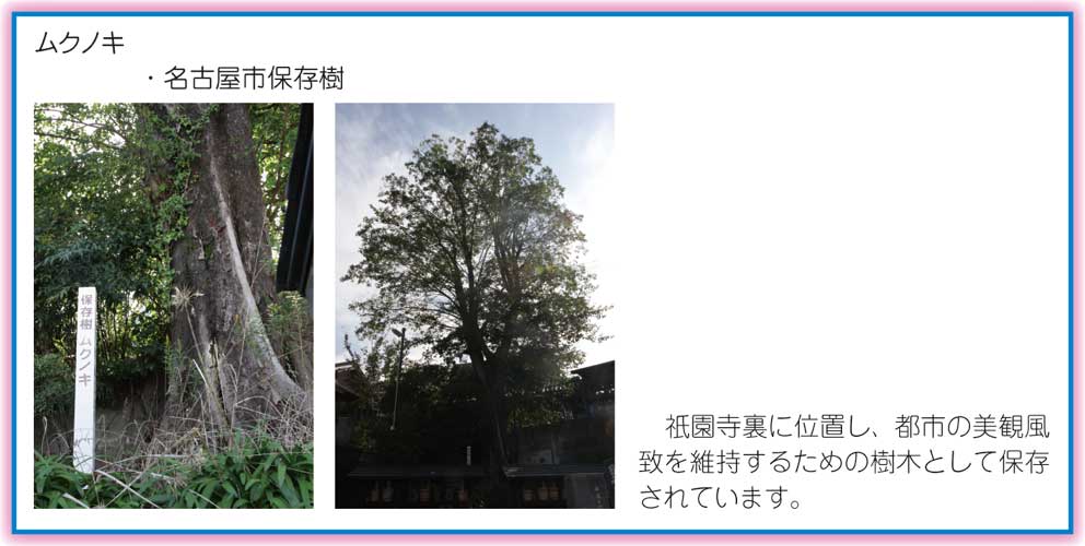 有松