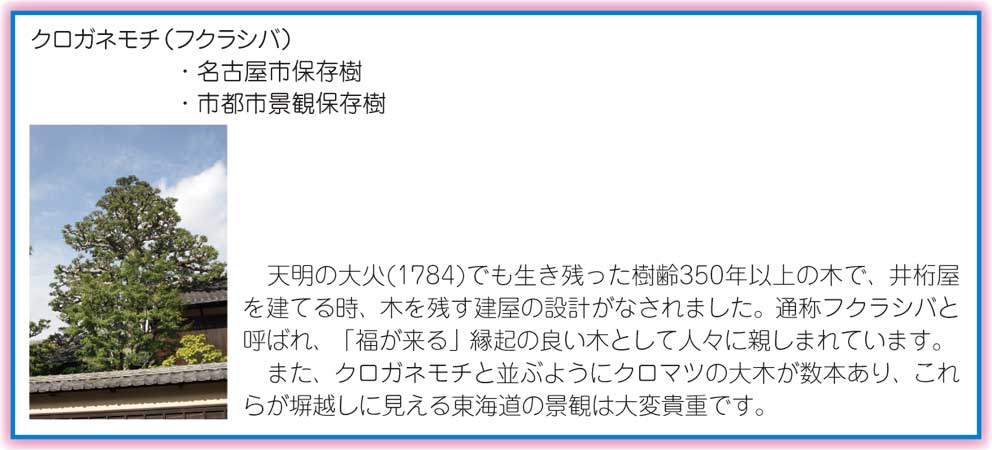 有松
