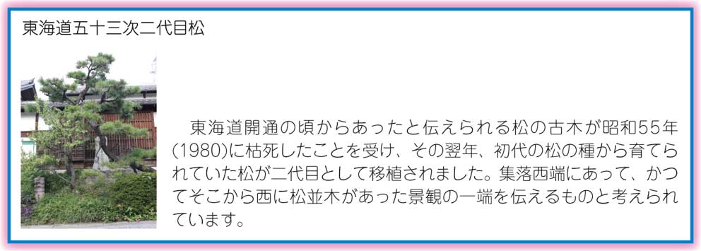 有松